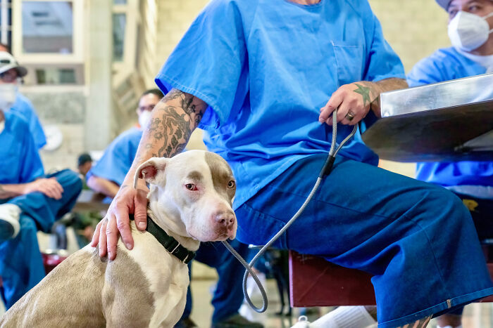 I Photographed Shelter Dogs In Training In A Maximum Security Prison