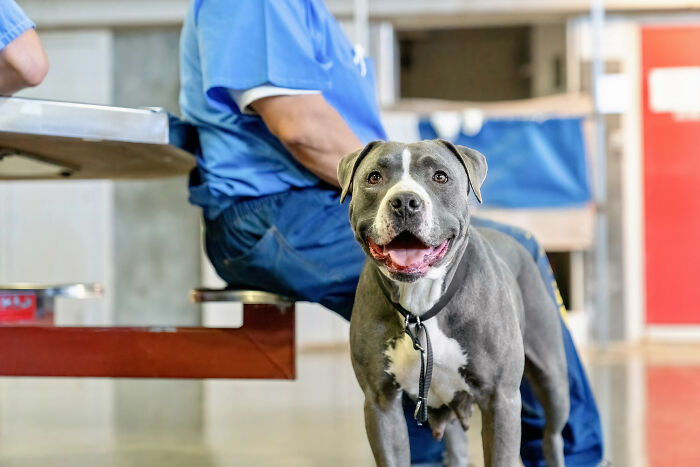 I Photographed Shelter Dogs In Training In A Maximum Security Prison