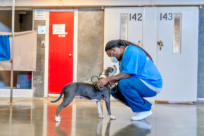 I Photographed Shelter Dogs In Training In A Maximum Security Prison