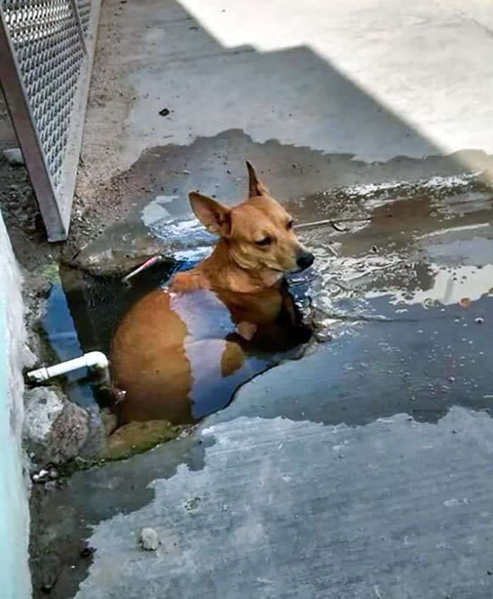 Trying To Cool Down In Every Possible Way