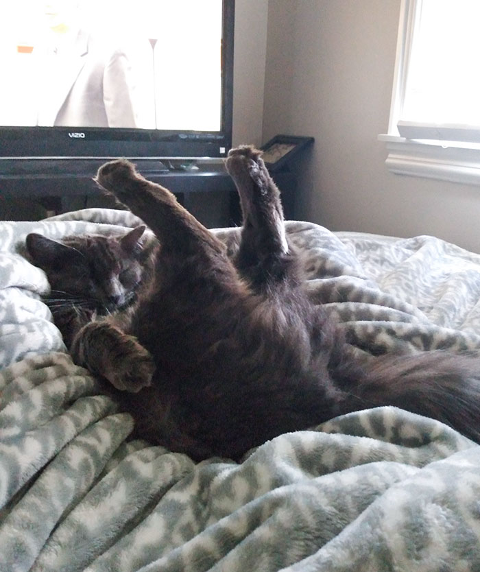 Just Bought An A/C. He Sleeps All Day With His Butt Facing It