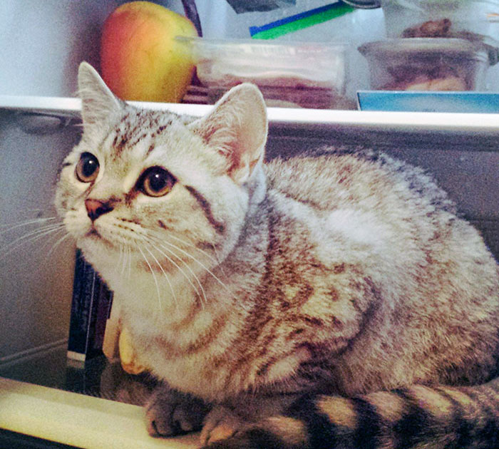 It's Really Hot At Home, So When I Opened The Fridge, Gary Jumped In And Now Refuses To Leave