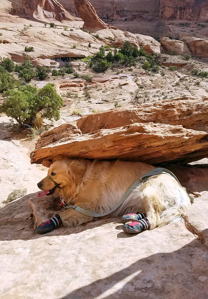 It Was Too Hot, So He Found The Only Shade