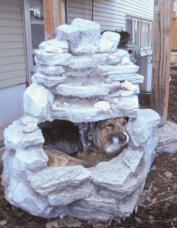 When My Corgi Gets Hot, This Is What She Does