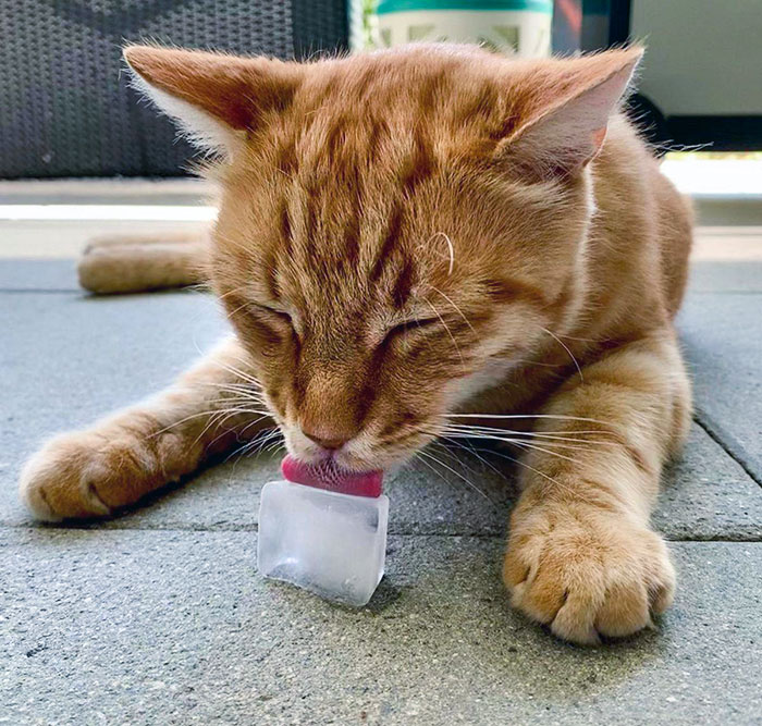 When It's Really Hot In Switzerland, And Cats Need To Cool Off As Well