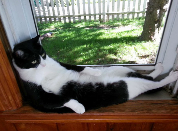 Sometimes, He Sits There And Enjoys The Summer Breeze