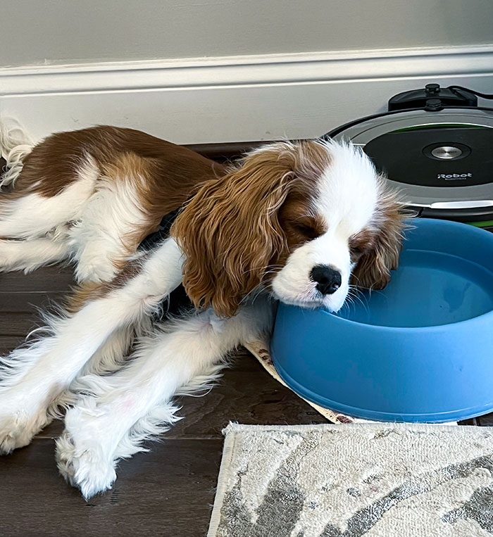 Charlie Isn't Loving His First Experience Of Summer Heat