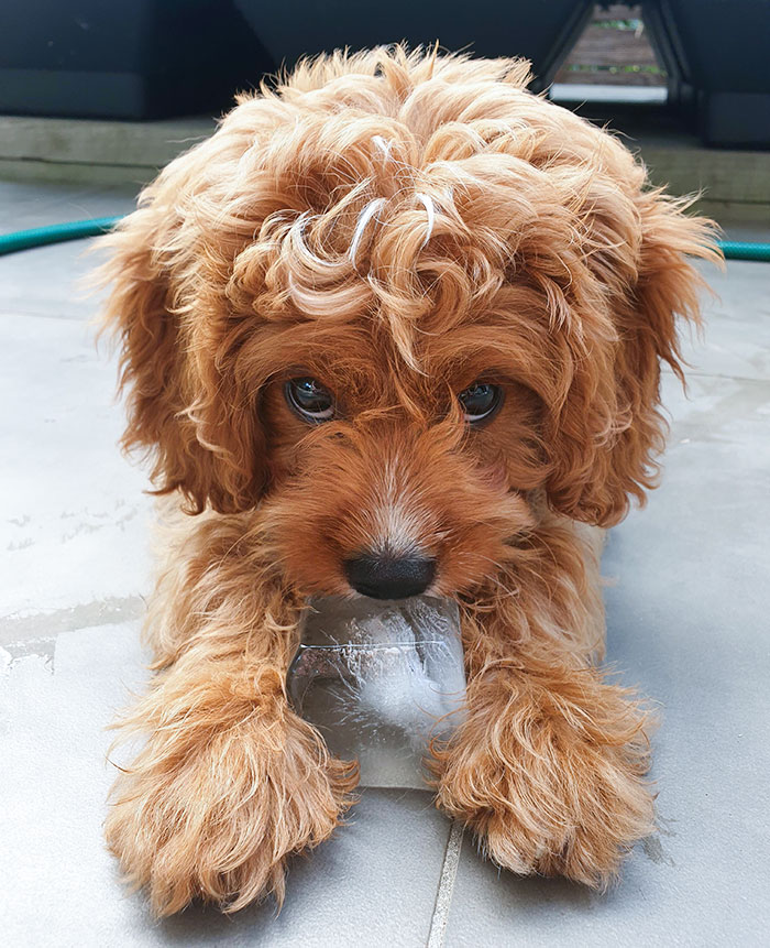 Our Puppy Loves Ice On Hot Days