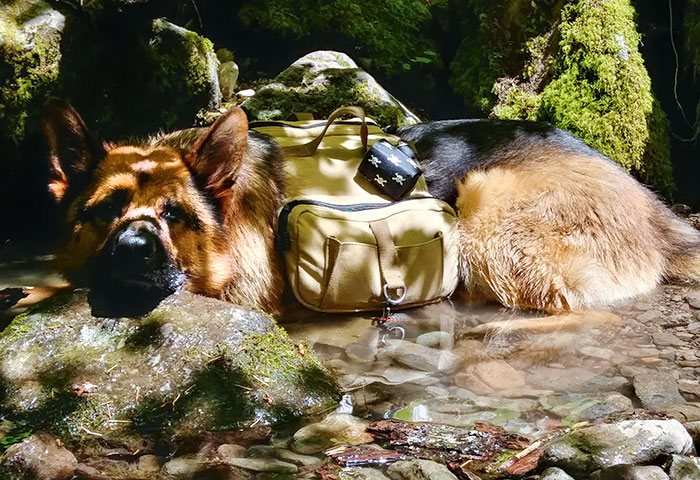My Hiking Buddy Stops To Cool Off A Bit