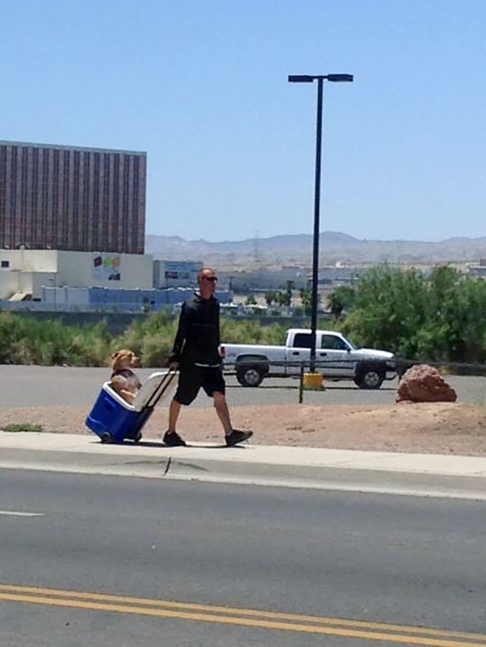 This Guy In Azerbaijan Heat Didn't Want His Dogs Paws To Burn, So He Pulled Him In The Cooler