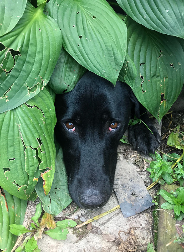 My Dog Found A Great Place To Cool Off