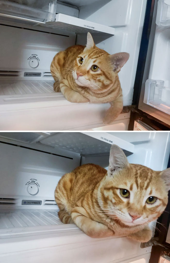 Our Cat Confirming The Heat Wave In India