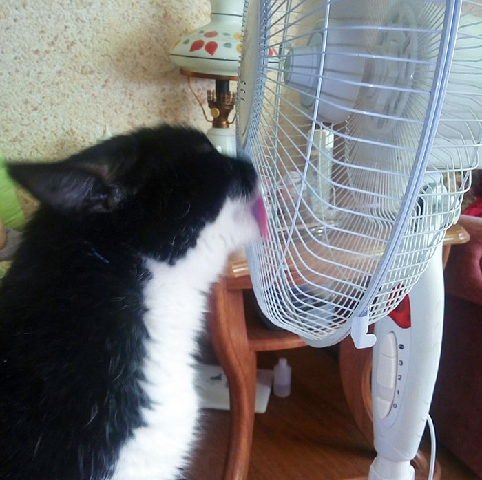 My Cat's Favorite Pastime During Fan Season. He Licks The Bars, Bites, And Sometimes Hits With His Paw From An Overabundance Of Feelings