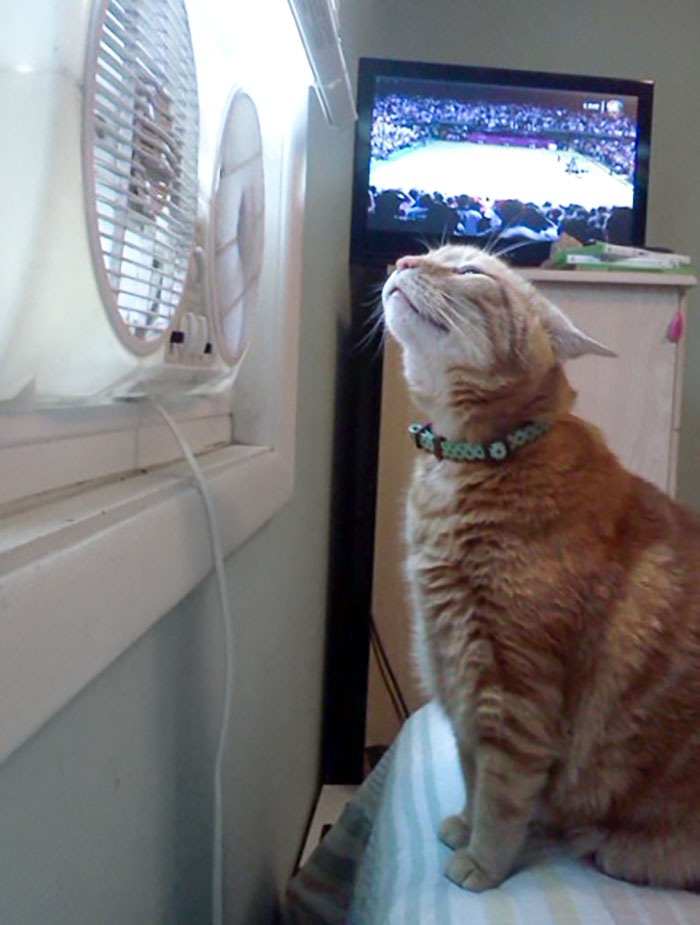 Toby Knows How To Keep Cool