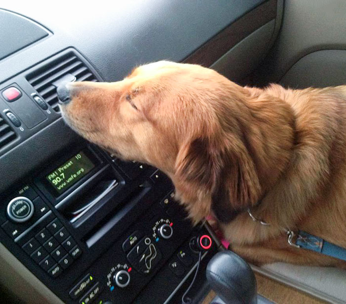 Too Hot For Windows Down In Florida