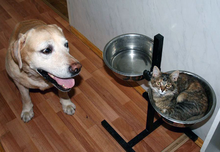 My Dog And Cat. He Always Let Her Chill There During Summer. She Never Thought She Couldn't Do So Though