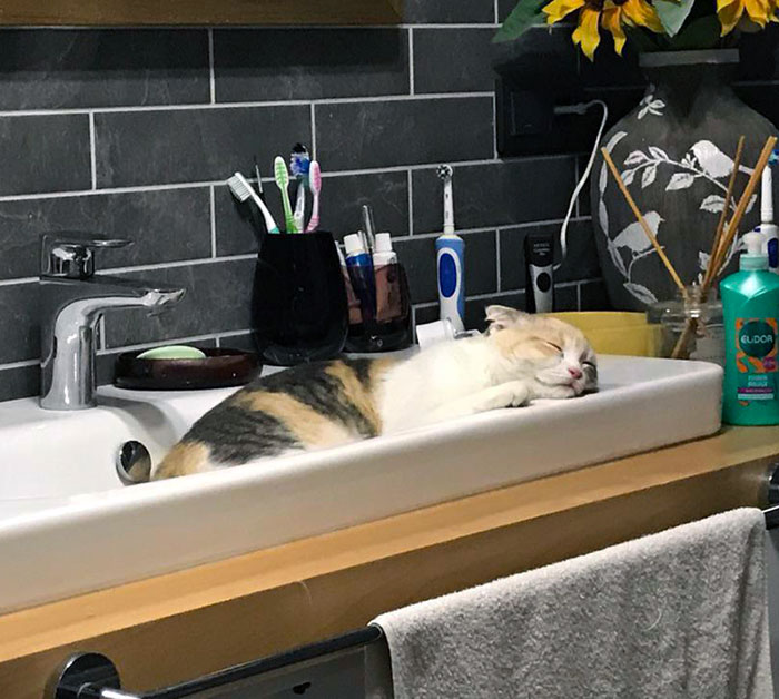 Found The Cold Spot For A Nap In The Heat Of The Summer