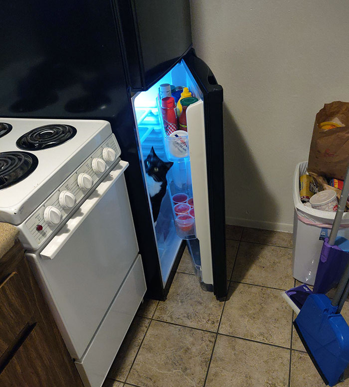 My Brother's Cat Didn't Enjoy The Move To Arizona Last Summer