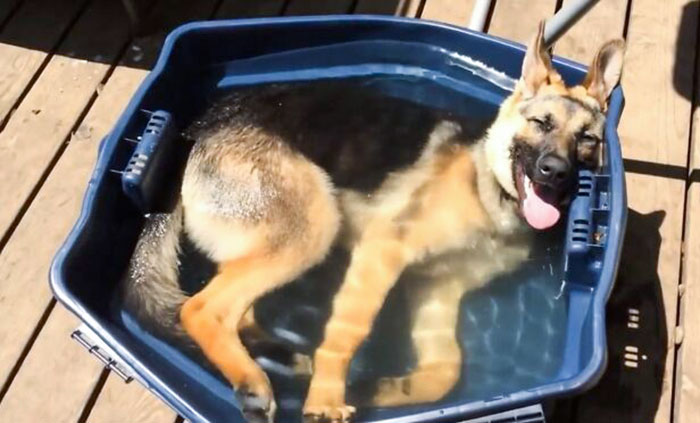 German Shepherd Takes Lazy Summer Afternoon Bath