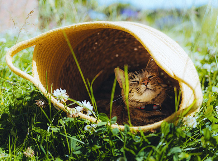 My Cat Enjoying Shade On A Hot Summer Day