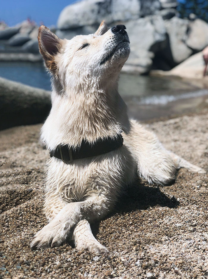 Skye Soaking Up The Last Bit Of Summer In The Lake Tahoe