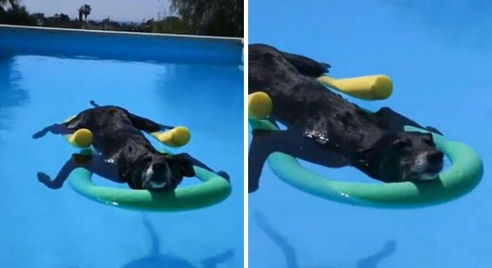 This Dog Enjoyng Pool In The Summer Heat