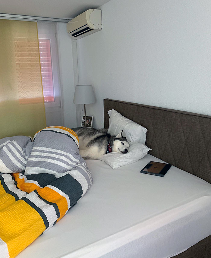 Cozy Muffin. Heat Wave In Switzerland, And Only One Room Has An A/C