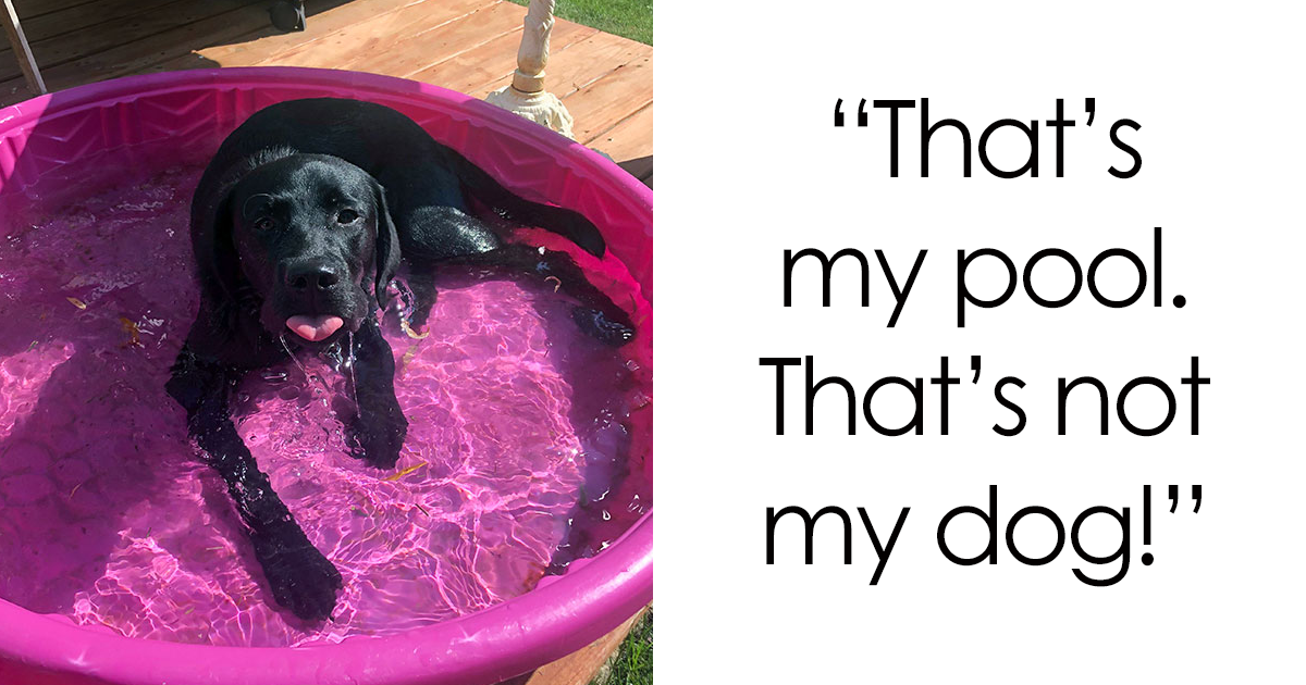 Cutest Pets That Tried Paw And Tail To Escape Summer Heat