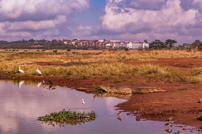 69 Of The Most Fascinating Crocodile Facts