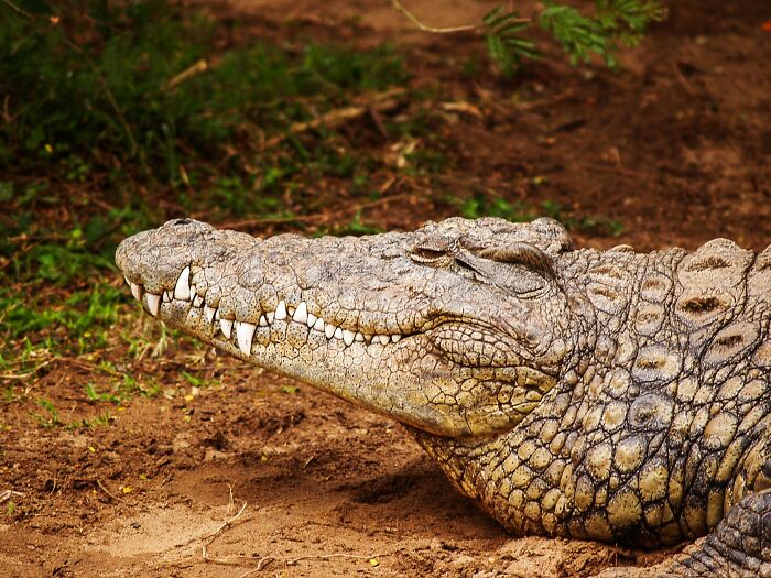 69 Of The Most Fascinating Crocodile Facts