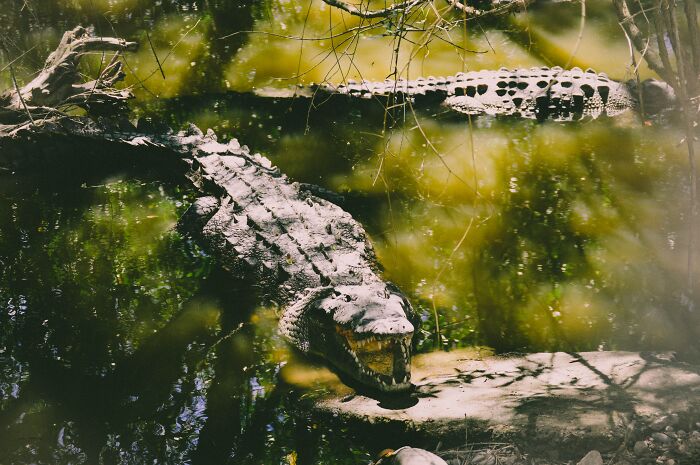 69 Of The Most Fascinating Crocodile Facts