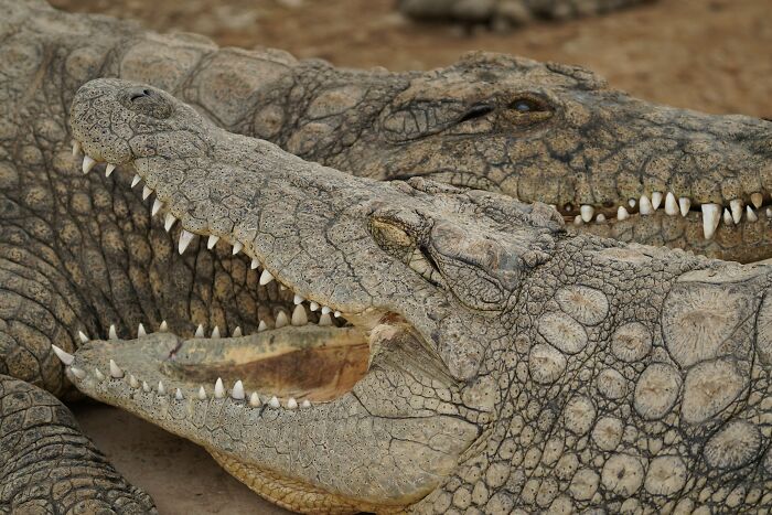 69 Of The Most Fascinating Crocodile Facts