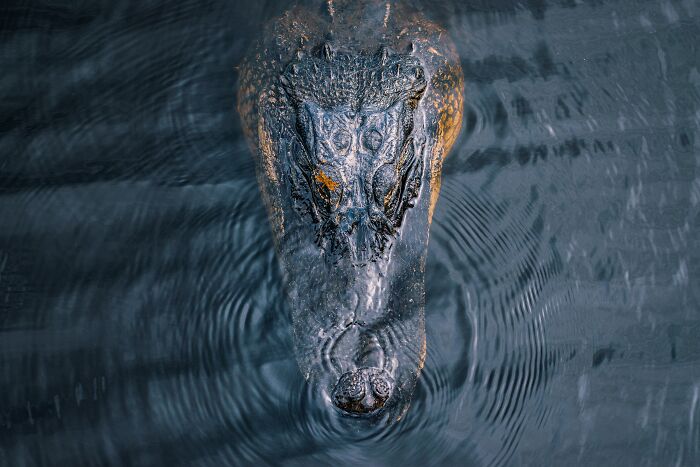 69 Of The Most Fascinating Crocodile Facts