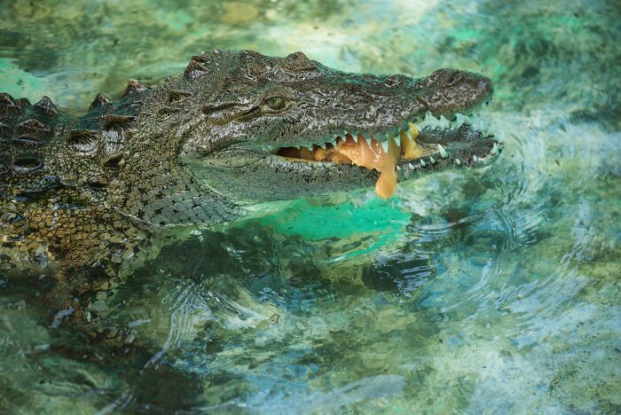 69 Of The Most Fascinating Crocodile Facts