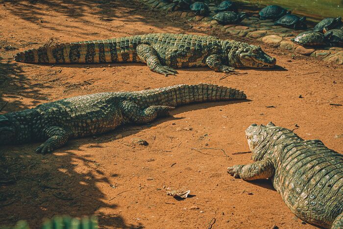69 Of The Most Fascinating Crocodile Facts