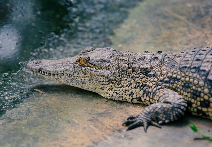 69 Of The Most Fascinating Crocodile Facts