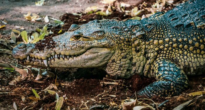 69 Of The Most Fascinating Crocodile Facts