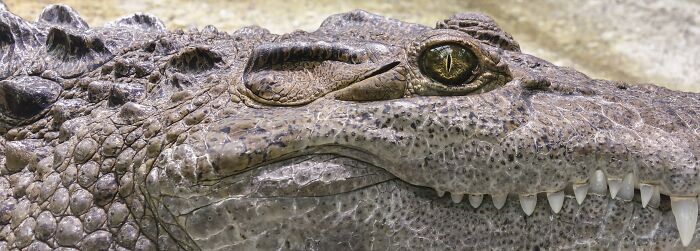 69 Of The Most Fascinating Crocodile Facts