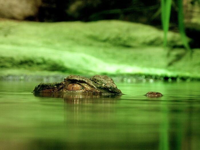 69 Of The Most Fascinating Crocodile Facts