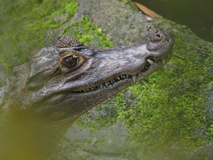 69 Of The Most Fascinating Crocodile Facts
