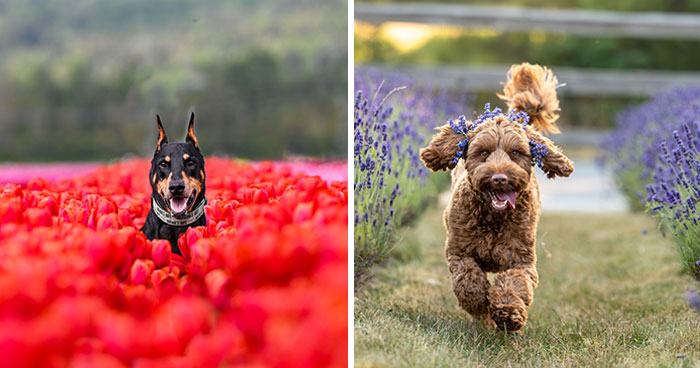 I Took 20 Pictures Of Dogs Playing In Flower Fields, Making The Best Memories For Their Owners