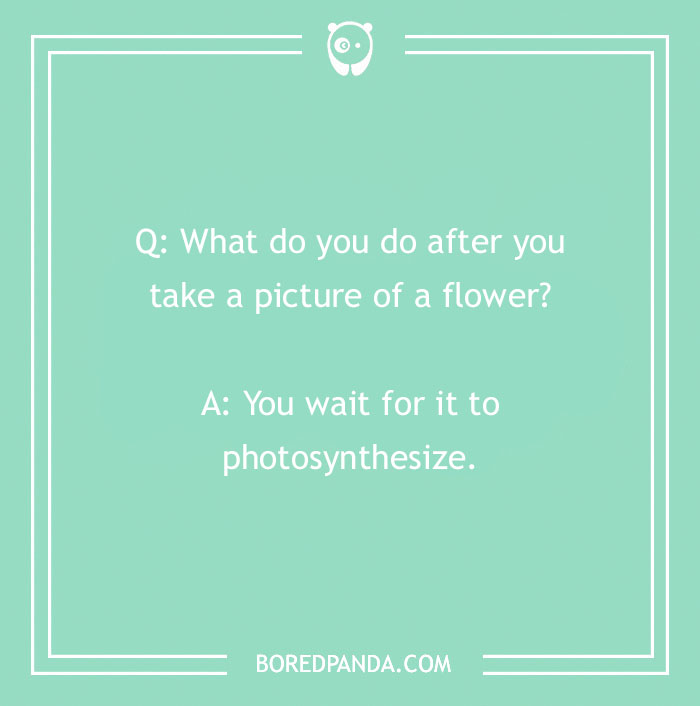 A Collection of 148 Plant Puns That Will Leaf You Chuckling