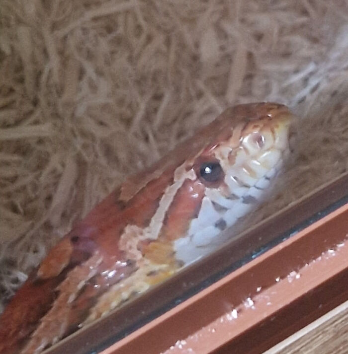 Koka The Cornsnake, My Handsome, Sweet Little Lad