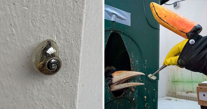 37 Nuevas y fascinantes fotos de cosas raramente vistas