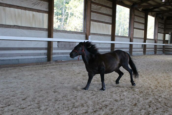 My Regal Mustang About To Kick His Excitement Out: