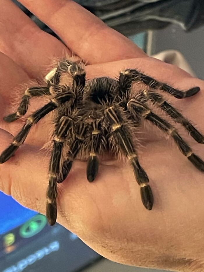 My 8 Legged Furbaby, Cabal ... Hims A Good Boy!