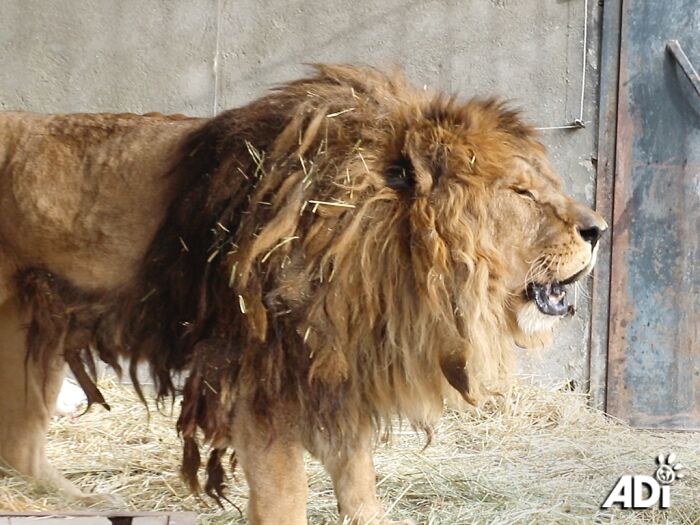 The lion, Ruben in his concrete cage in Armenia