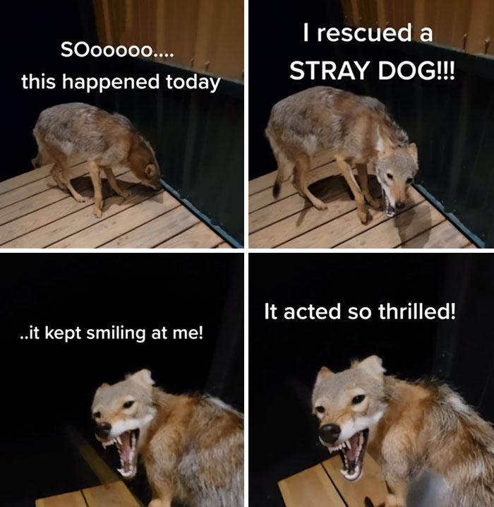 My Hobbies Are Smoking Weed And Rescue Stray Dogs In The Woods