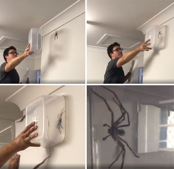 This Is The Kind Of Sh#t We Have To Deal With In Aus. I Hate Huntsman Spiders