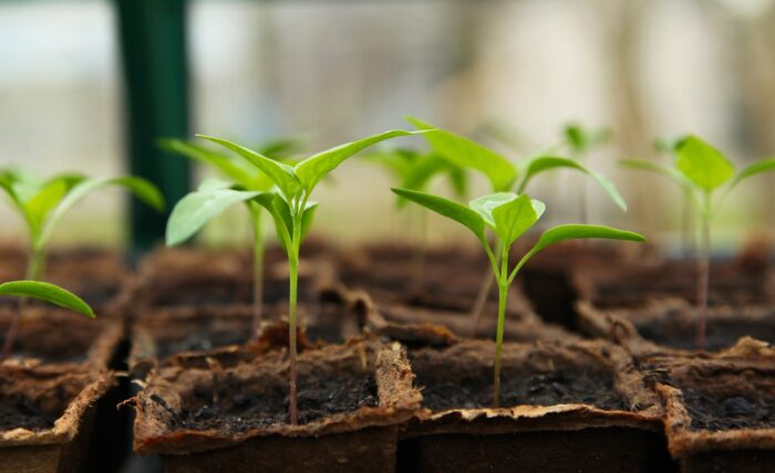 Plants growing from the ground in pots